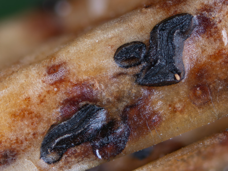 Terriera cladophila Terriera cladophila